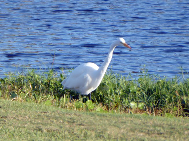 Prowling Egret